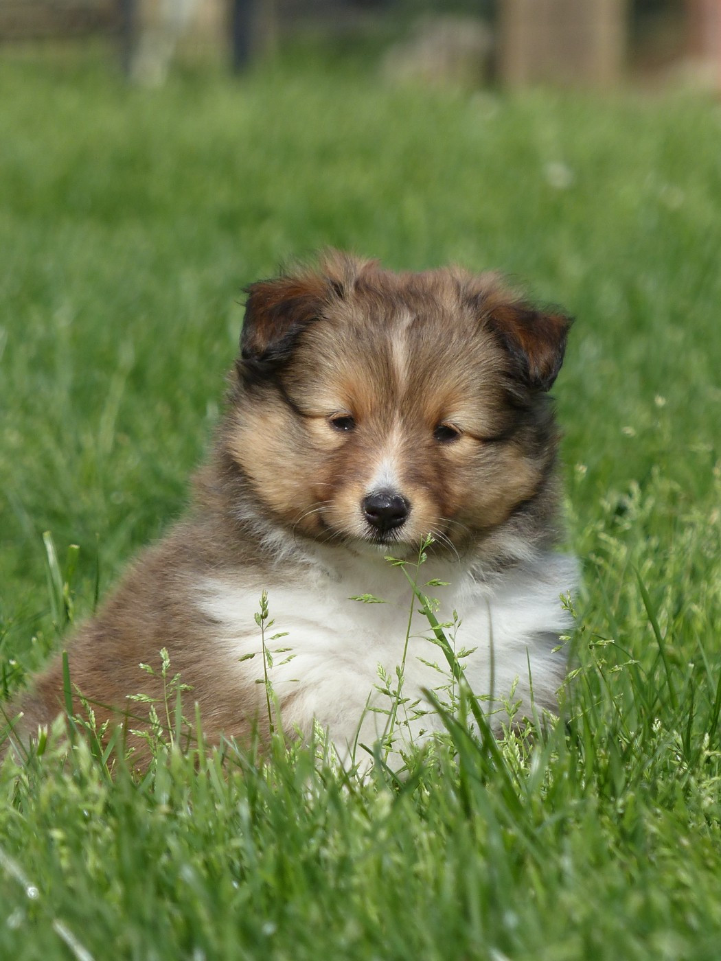du Banc des Hermelles - Chiots disponibles - Shetland Sheepdog