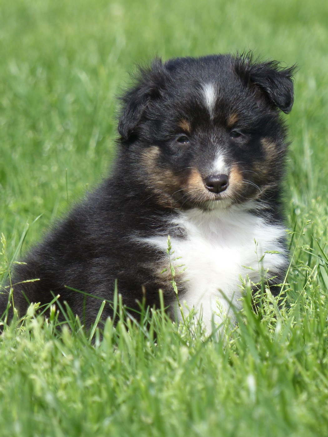 du Banc des Hermelles - Chiots disponibles - Shetland Sheepdog