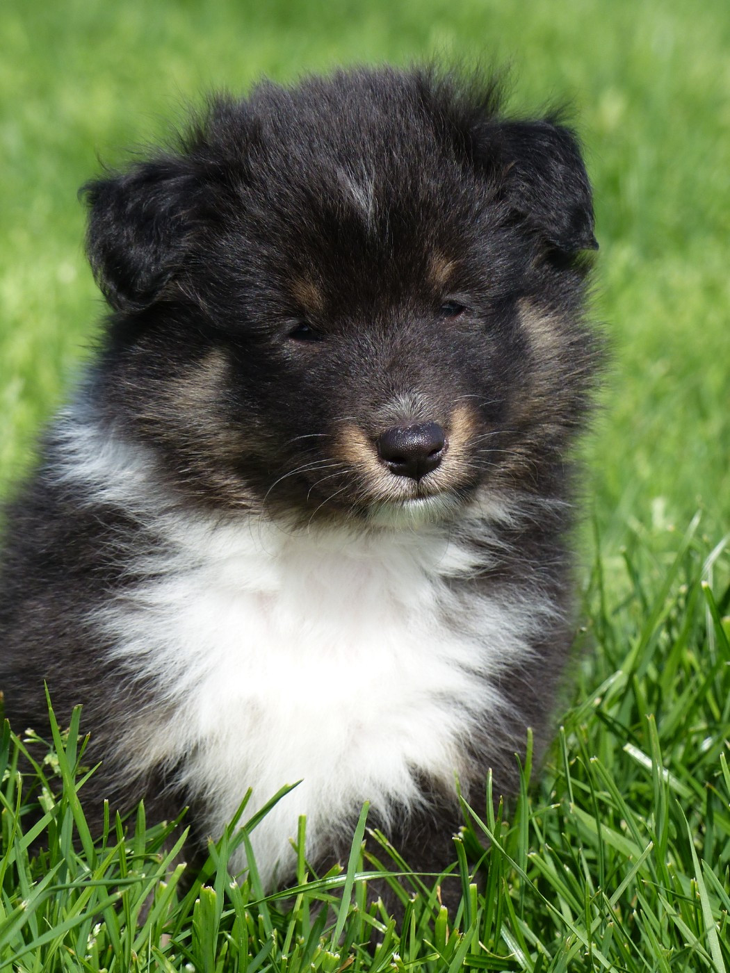 du Banc des Hermelles - Chiots disponibles - Shetland Sheepdog