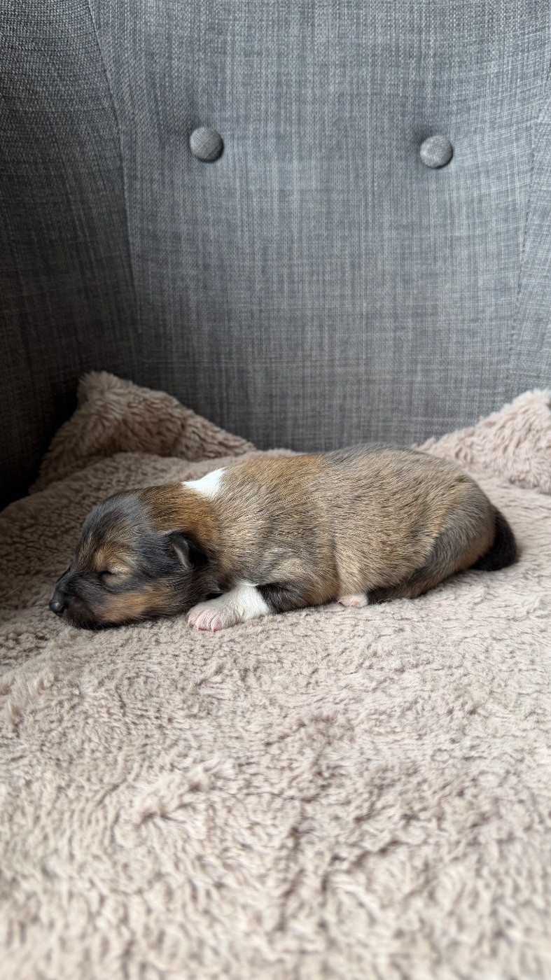 du Banc des Hermelles - Chiots disponibles - Shetland Sheepdog