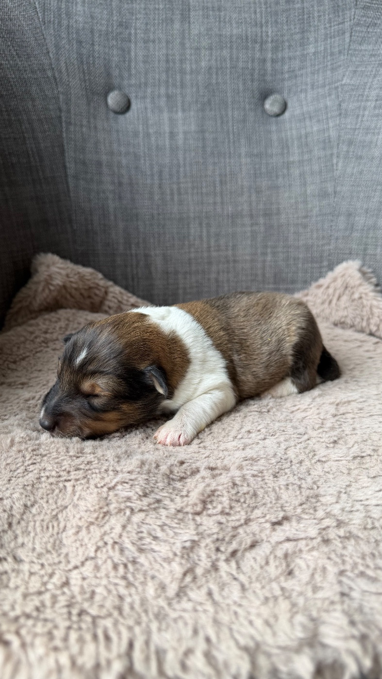 du Banc des Hermelles - Chiots disponibles - Shetland Sheepdog