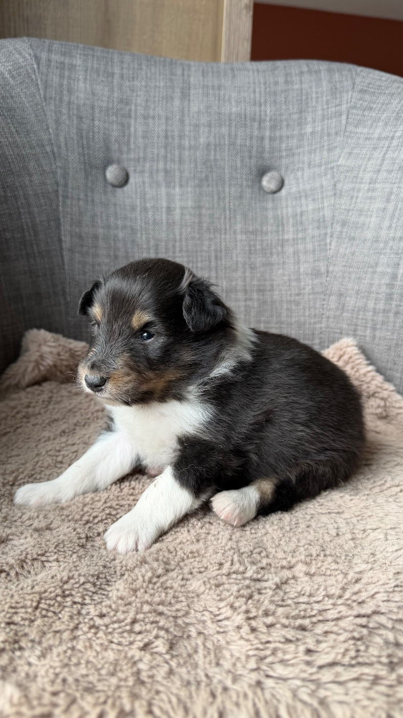 du Banc des Hermelles - Chiots disponibles - Shetland Sheepdog