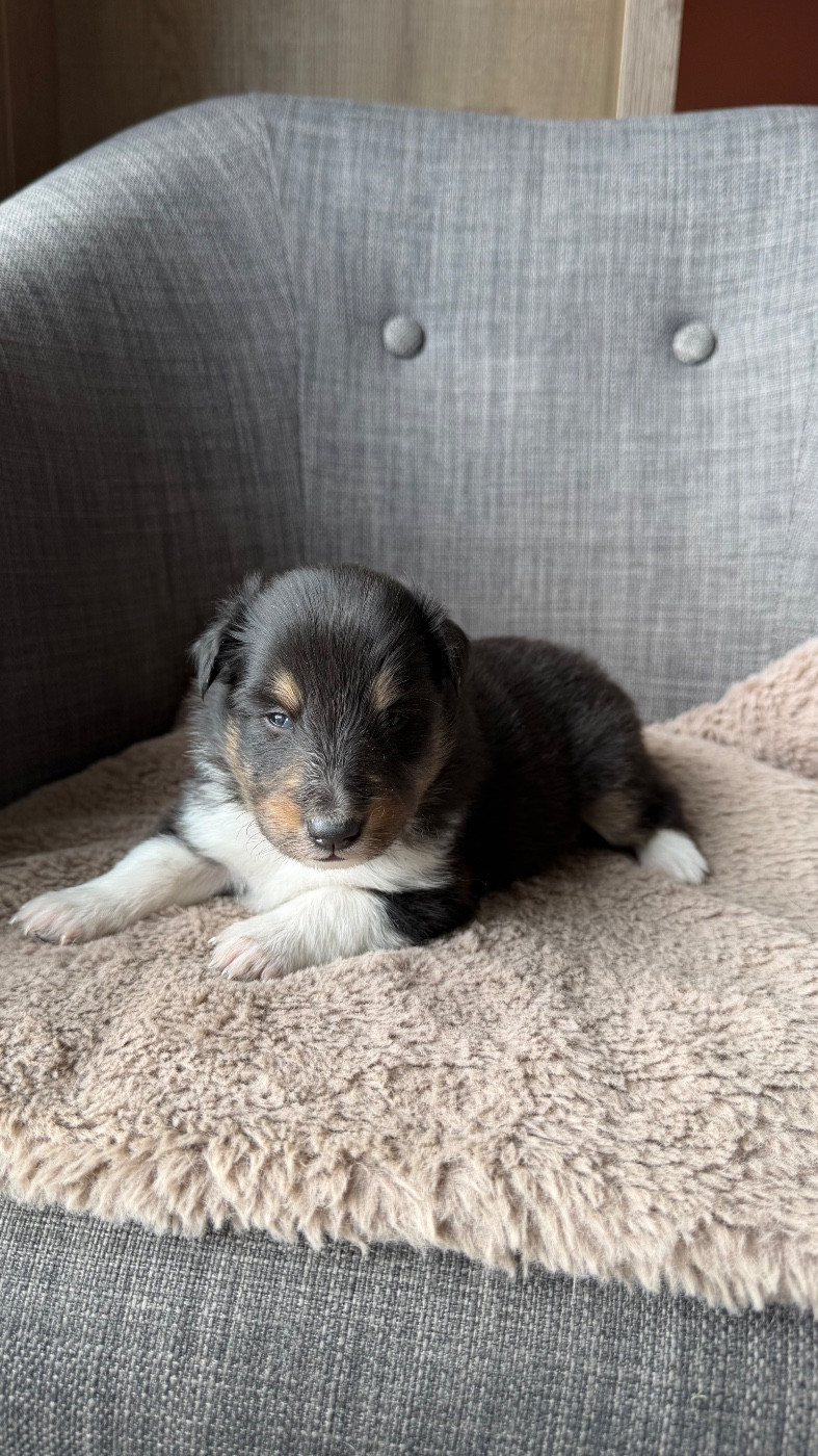 du Banc des Hermelles - Chiots disponibles - Shetland Sheepdog