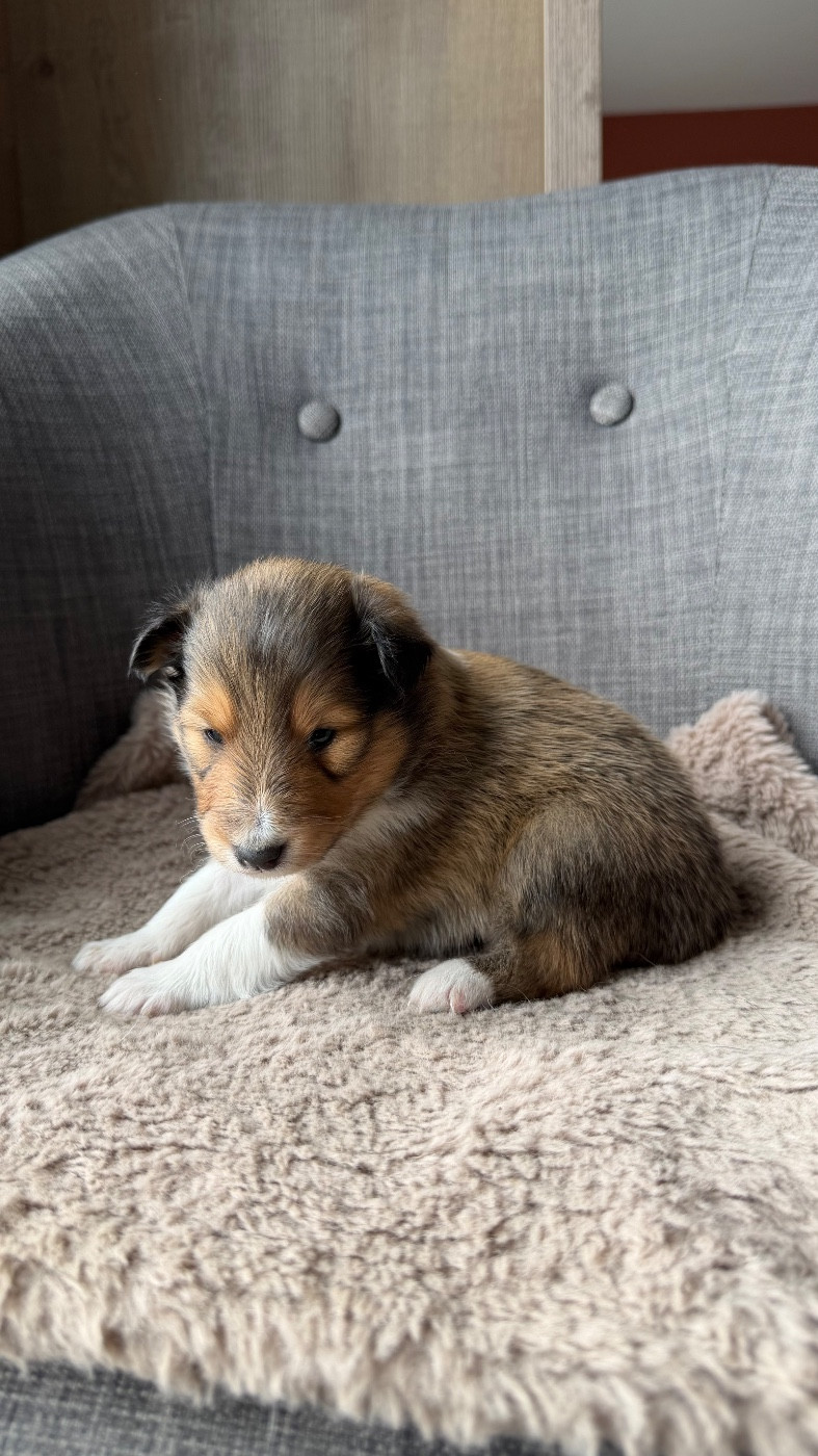 du Banc des Hermelles - Chiots disponibles - Shetland Sheepdog