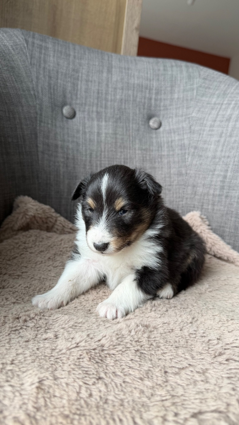 du Banc des Hermelles - Chiots disponibles - Shetland Sheepdog