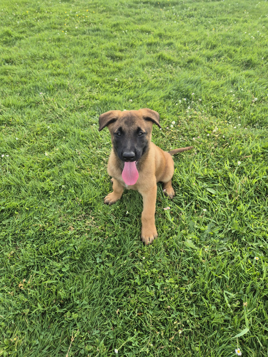 du Banc des Hermelles - Chiots disponibles - Berger Belge