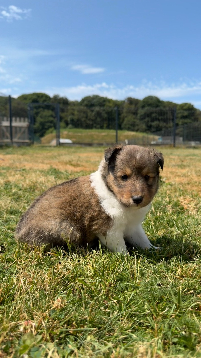 du Banc des Hermelles - Chiots disponibles - Shetland Sheepdog