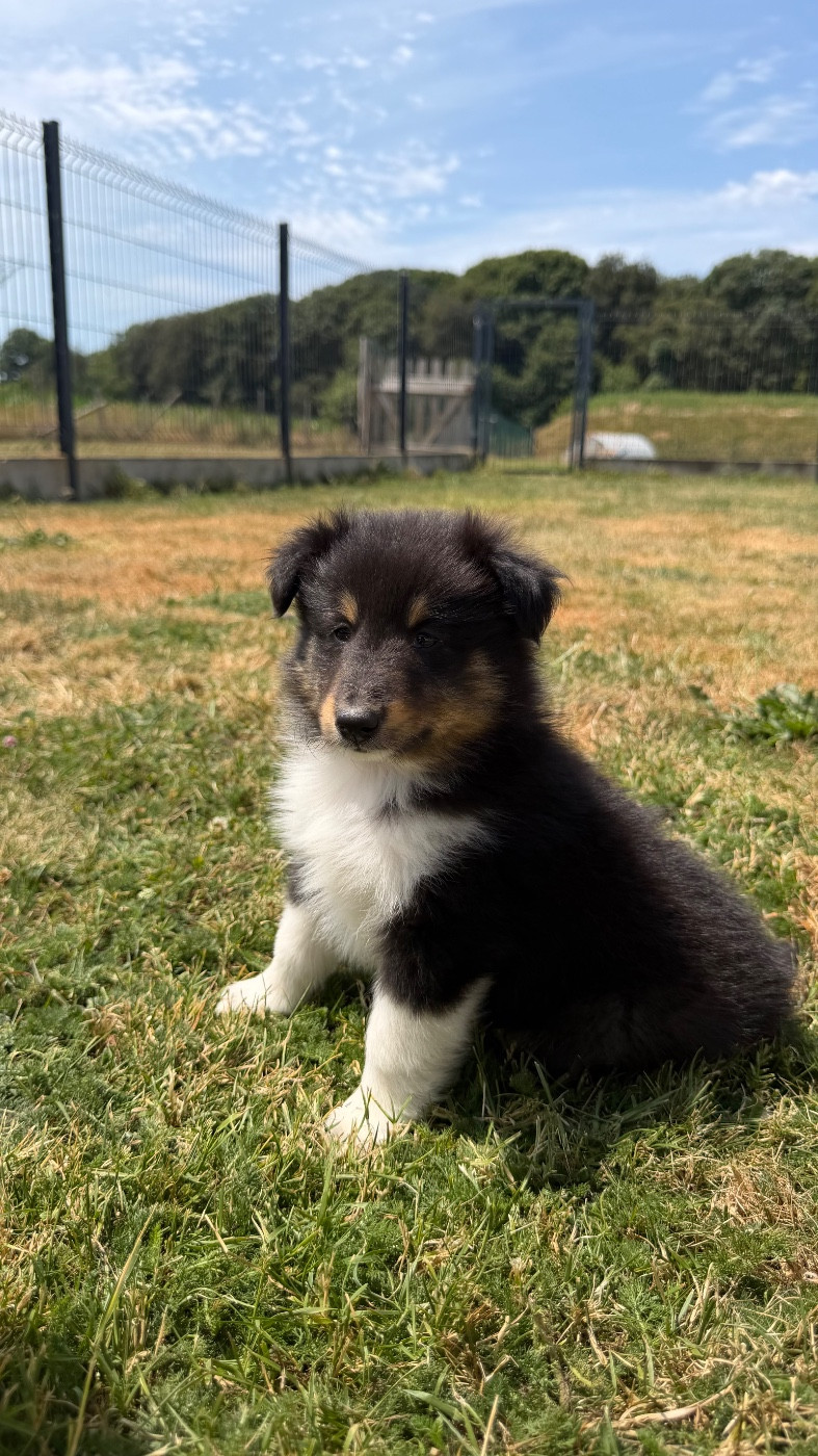 du Banc des Hermelles - Chiots disponibles - Shetland Sheepdog