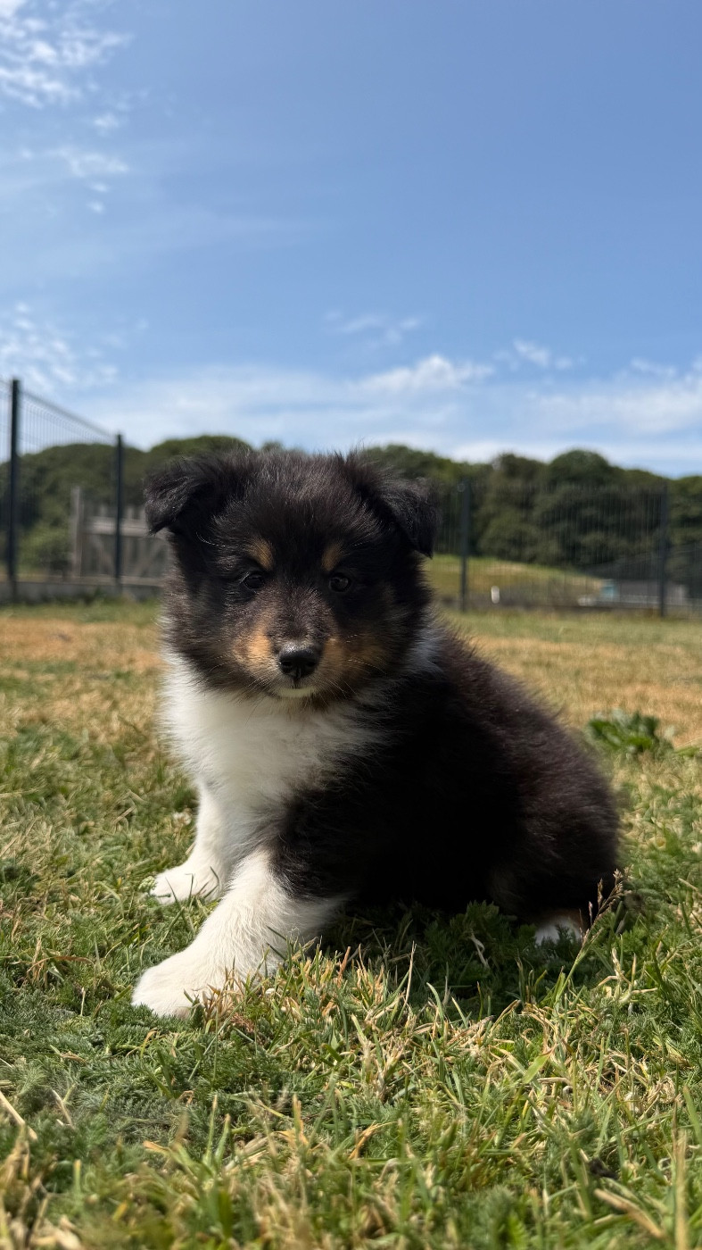 du Banc des Hermelles - Chiots disponibles - Shetland Sheepdog