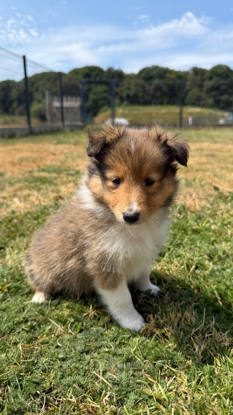 du Banc des Hermelles - Chiots disponibles - Shetland Sheepdog