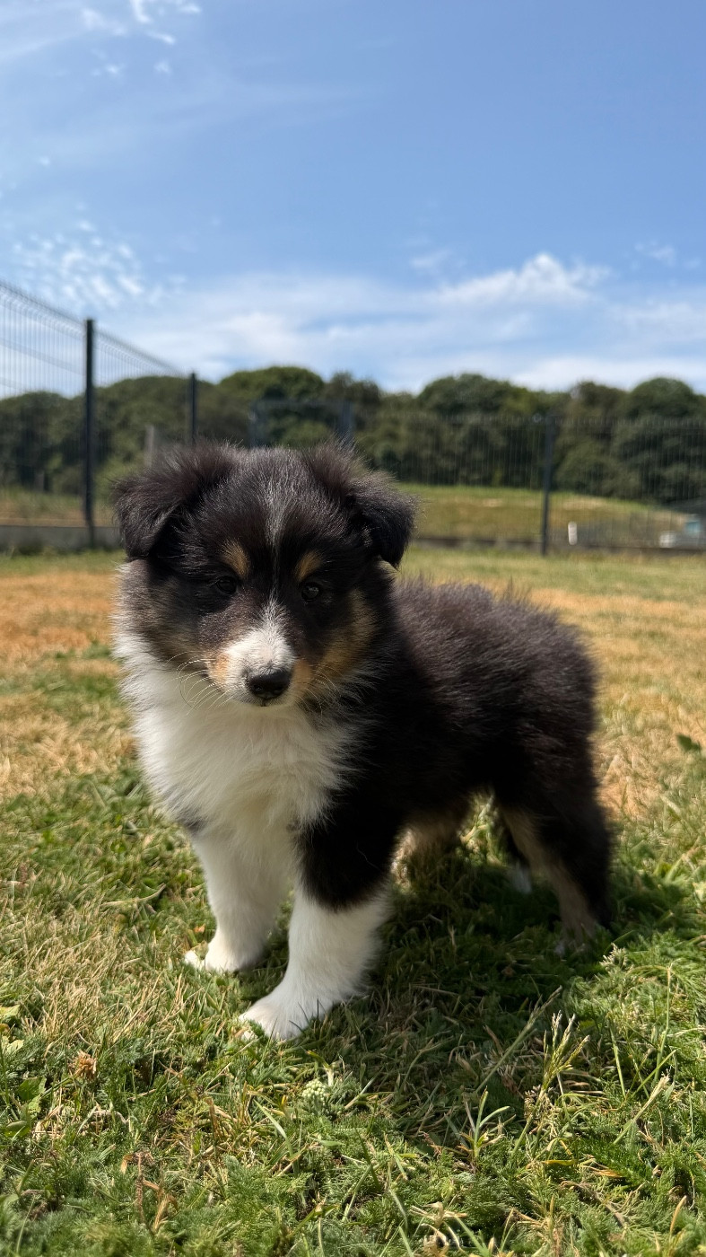 du Banc des Hermelles - Chiots disponibles - Shetland Sheepdog
