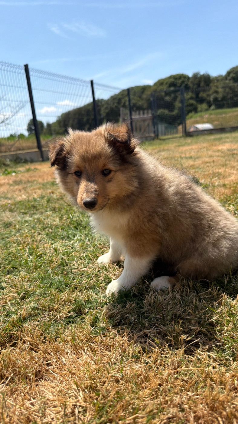du Banc des Hermelles - Chiots disponibles - Shetland Sheepdog