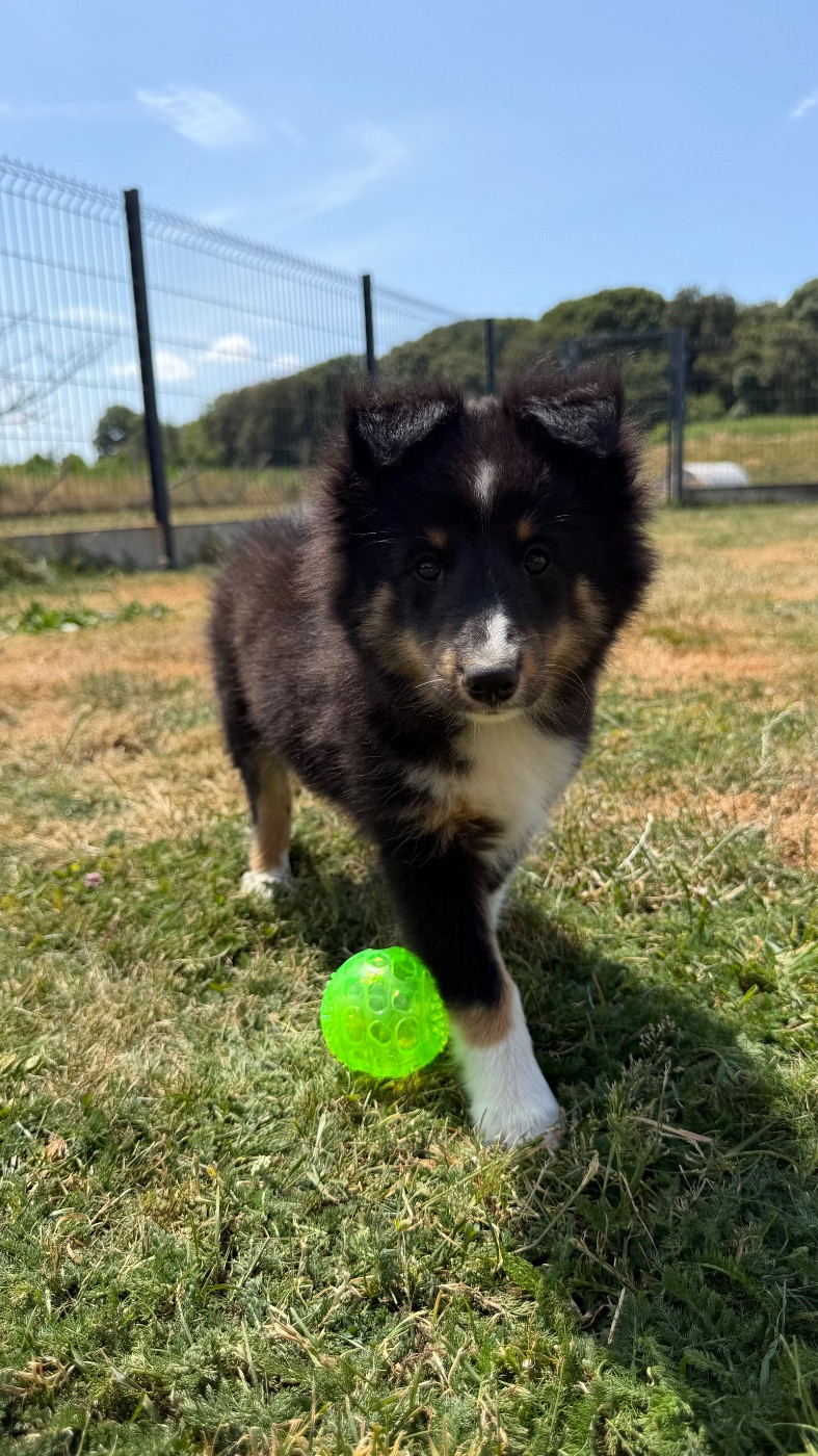 du Banc des Hermelles - Chiots disponibles - Shetland Sheepdog