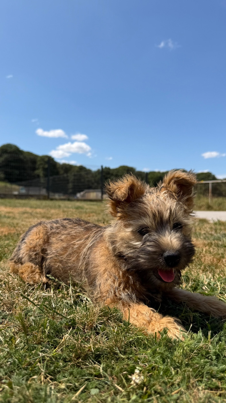 du Banc des Hermelles - Chiots disponibles - Cairn Terrier