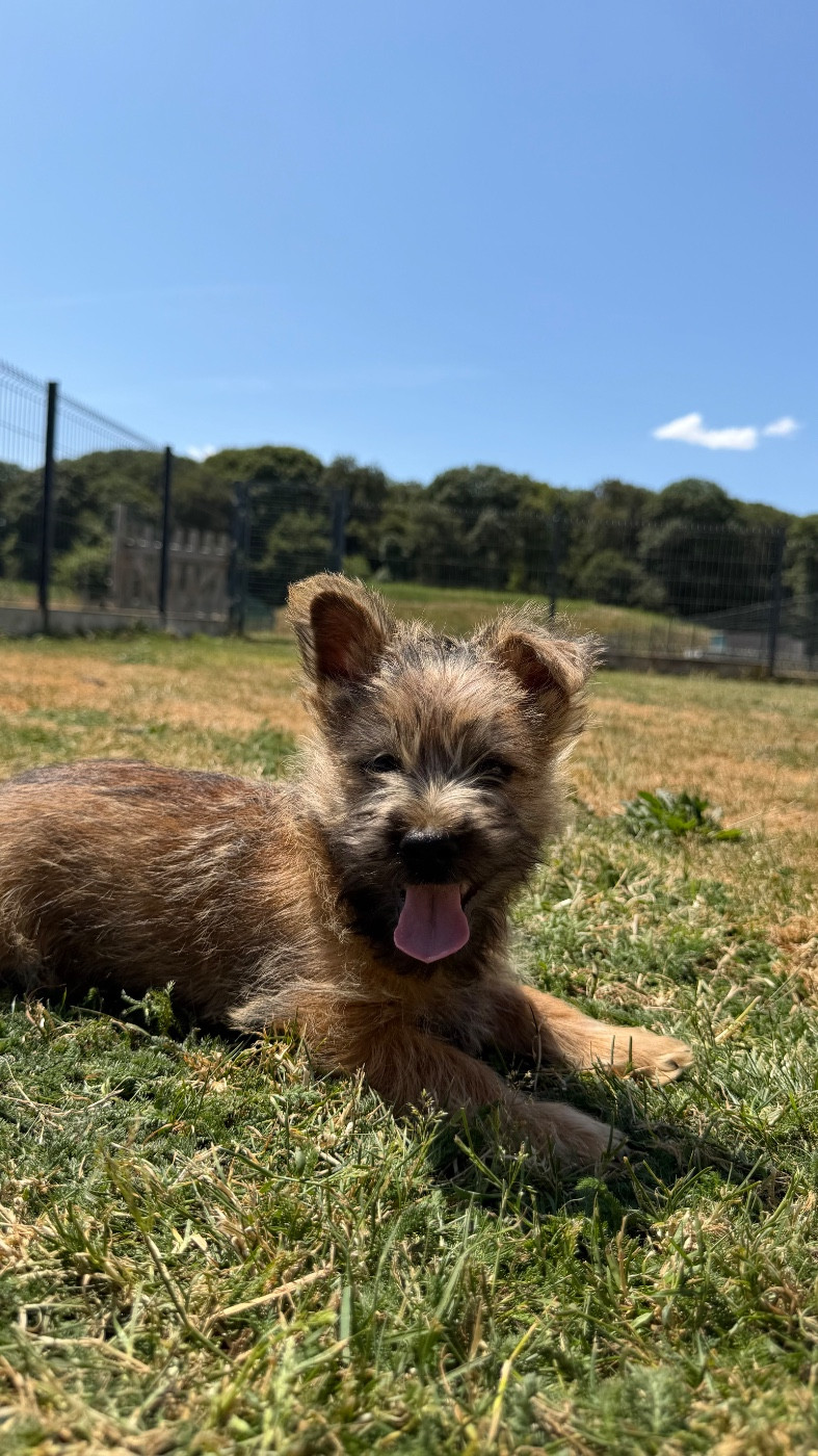du Banc des Hermelles - Chiots disponibles - Cairn Terrier
