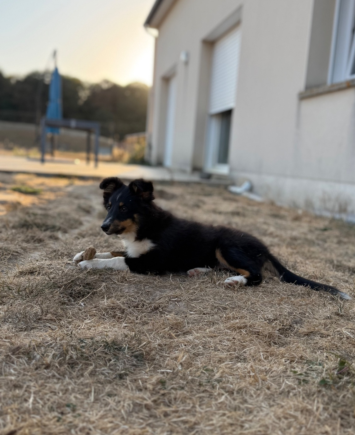 du Banc des Hermelles - Chiots disponibles - Shetland Sheepdog