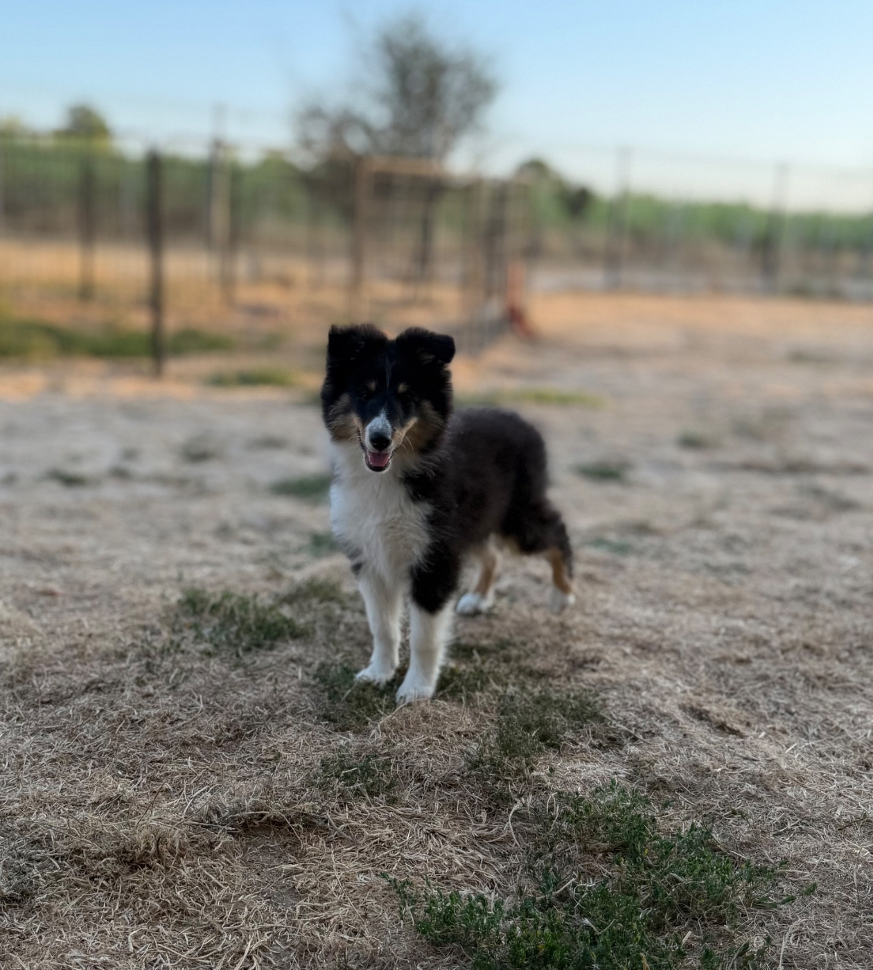 du Banc des Hermelles - Chiots disponibles - Shetland Sheepdog