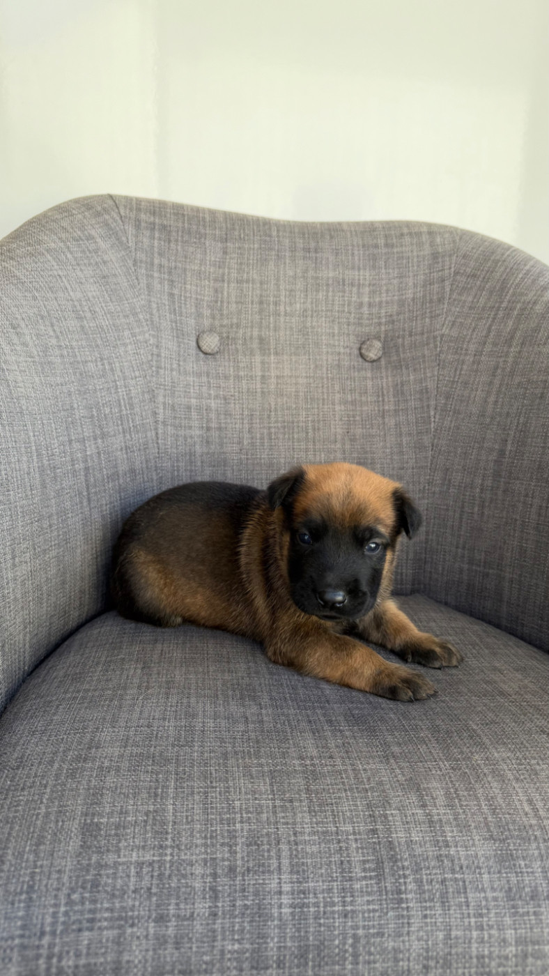 du Banc des Hermelles - Chiots disponibles - Berger Belge