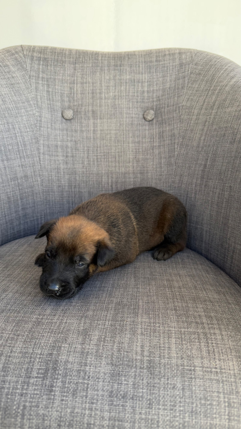 du Banc des Hermelles - Chiots disponibles - Berger Belge