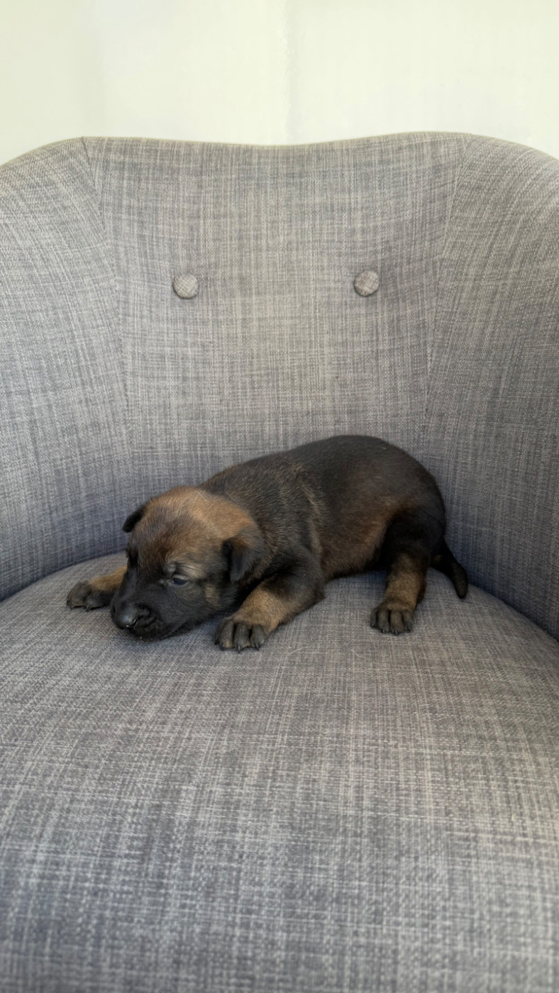 du Banc des Hermelles - Chiots disponibles - Berger Belge