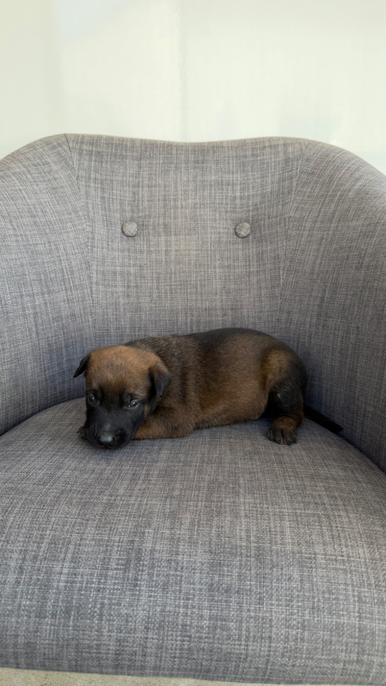 du Banc des Hermelles - Chiots disponibles - Berger Belge