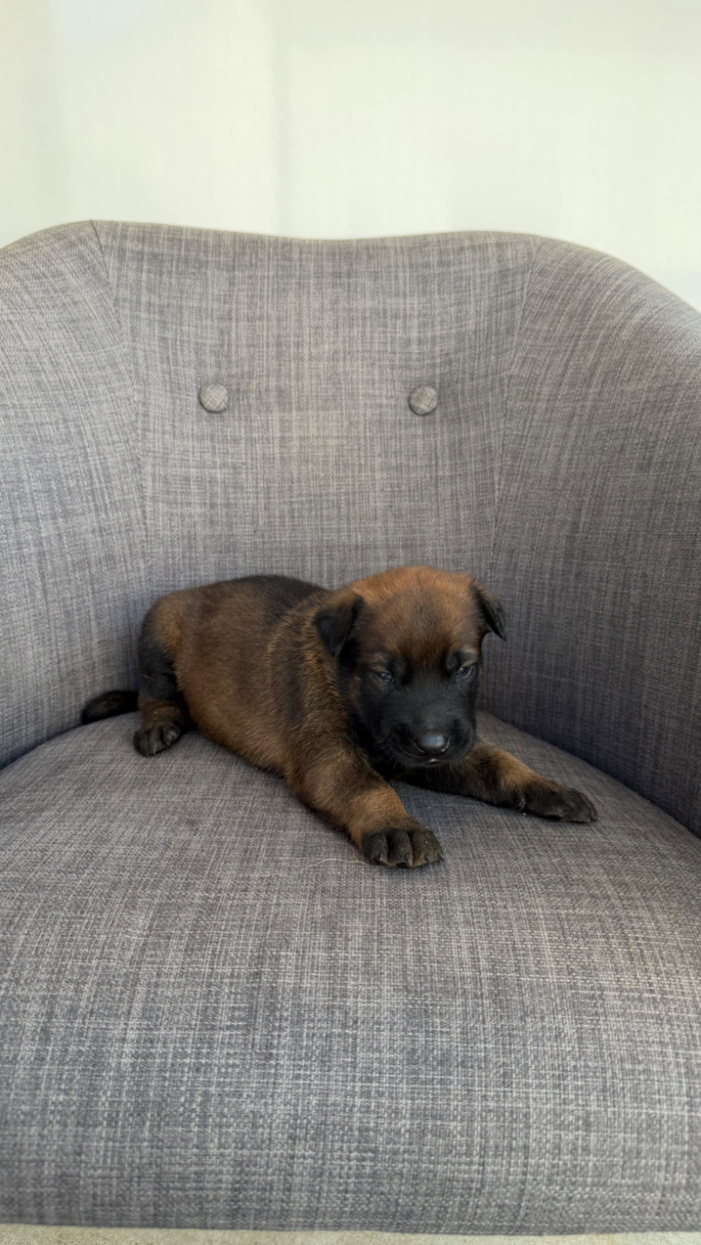 du Banc des Hermelles - Chiots disponibles - Berger Belge