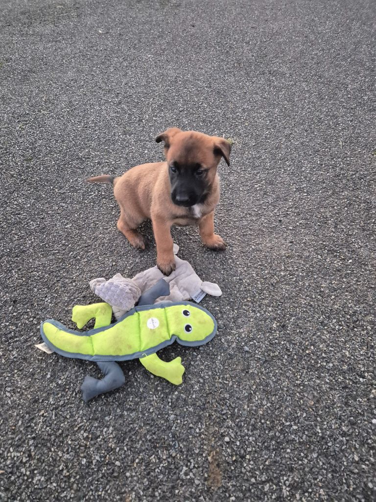du Banc des Hermelles - Chiots disponibles - Berger Belge