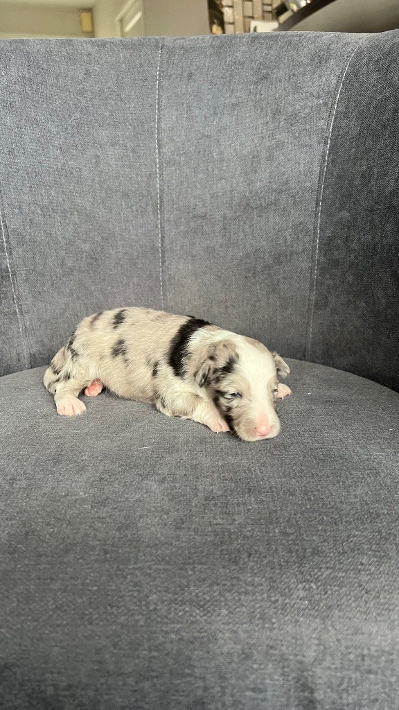 du Banc des Hermelles - Chiots disponibles - Shetland Sheepdog