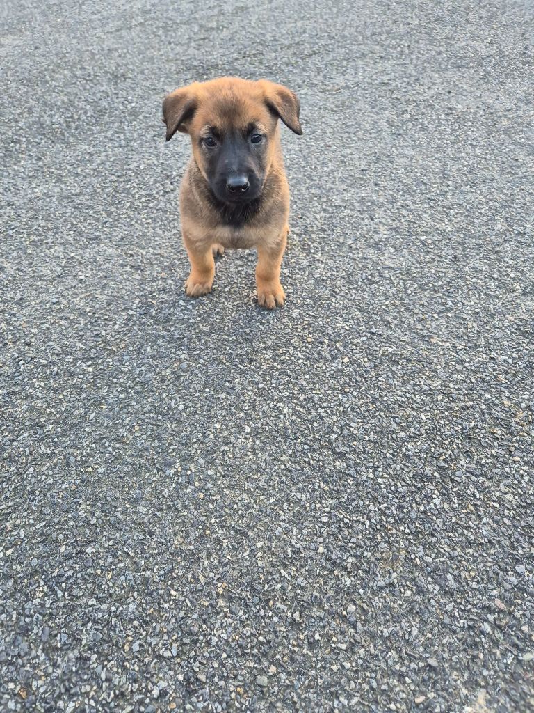 du Banc des Hermelles - Chiots disponibles - Berger Belge
