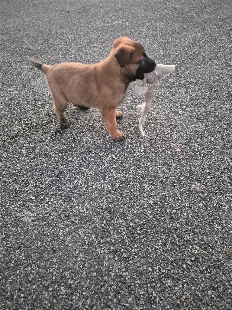du Banc des Hermelles - Chiots disponibles - Berger Belge