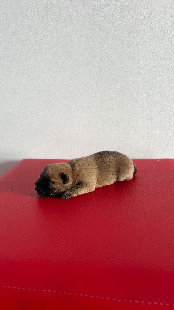 du Banc des Hermelles - Chiots disponibles - Cairn Terrier