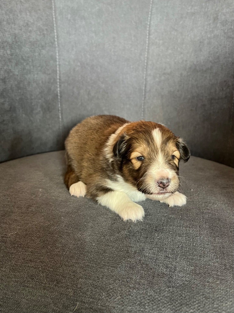 du Banc des Hermelles - Chiots disponibles - Shetland Sheepdog