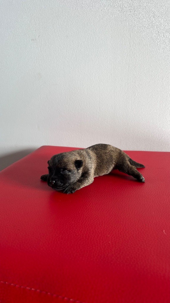 du Banc des Hermelles - Chiots disponibles - Cairn Terrier