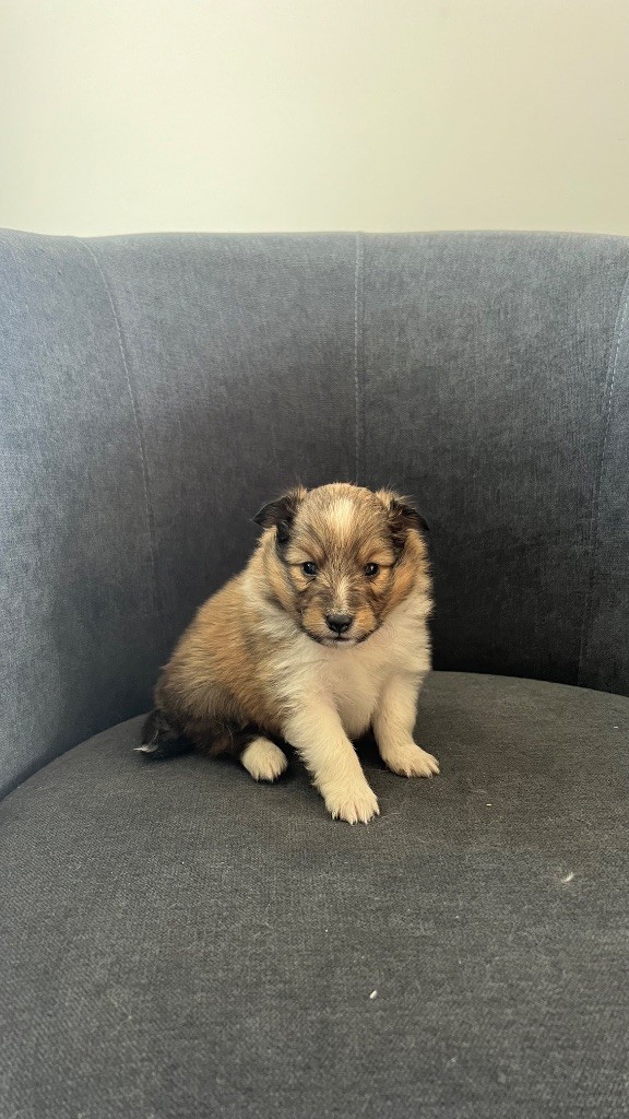 du Banc des Hermelles - Chiots disponibles - Shetland Sheepdog
