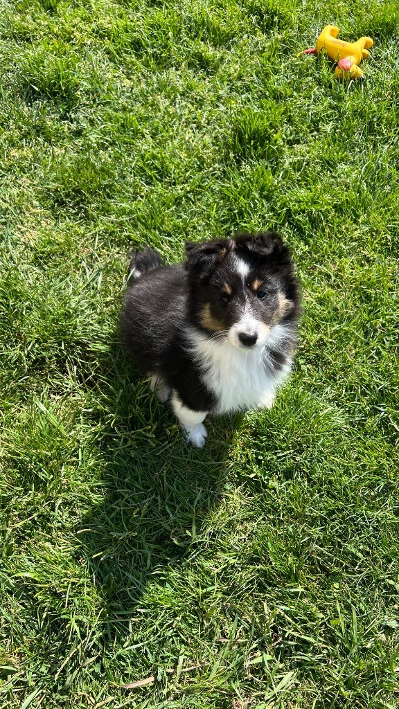 du Banc des Hermelles - Chiots disponibles - Shetland Sheepdog
