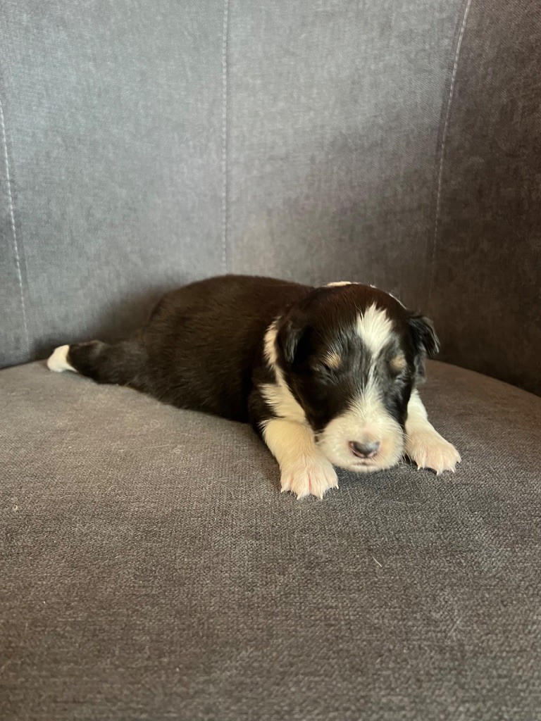 du Banc des Hermelles - Chiots disponibles - Shetland Sheepdog