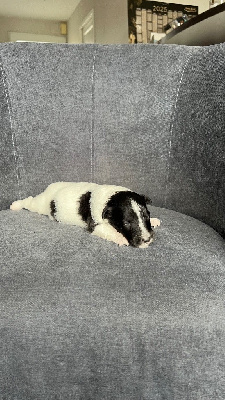 CHIOT 4