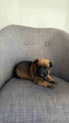 Chiot N°2