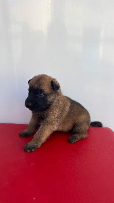 CHIOT 4