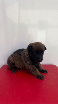 CHIOT 6