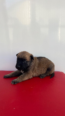 CHIOT 7