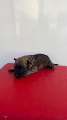 CHIOT 8
