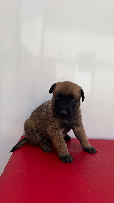 CHIOT 2