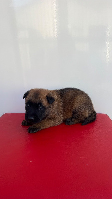CHIOT 6