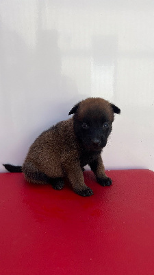 CHIOT 5