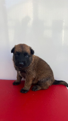 CHIOT 2