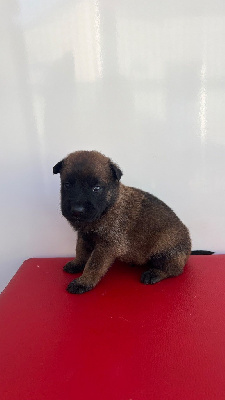 CHIOT 1