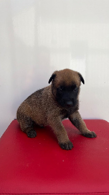 CHIOT 4