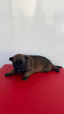 CHIOT 9