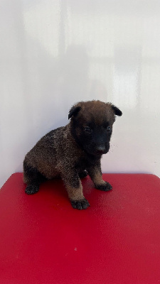 CHIOT 7